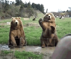 hellobears