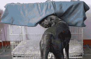 depressed-dog