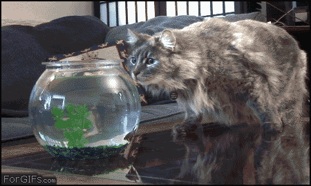 shark-hunts-cat-hunts-fish